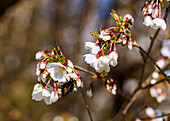 Kirschblütenzweige (Prunus sargentii × subhirtella 'Accolade') mit Hummel im Frühling