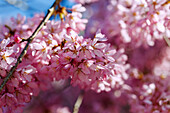 Branches of the Higan cherry (Prunus subhirtella) in full bloom