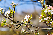Flowering branches of the Chinese wild pear (Pyrus calleryana) in spring