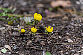 Kleine Winterlinge (Eranthis hyemalis) in einem Park im Vorfrühling