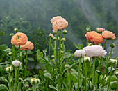 Ranunkel (Ranunculus asiaticus) im Polytunnel