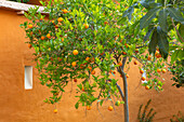 Orangenbaum vor orangefarbener Wand im Innenhof
