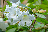 Weiße Großblütige Heroldstrompete (Beaumontia grandiflora) im Garten