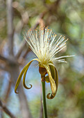 Blüte von Pseudobombax ellipticum im marokkanischen Garten