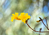 Gelbe Blüten von Handroanthus chrysanthus in Marokko