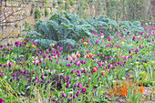 Tulpen und Artischocken (Cynara) an einer Gartenmauer im April