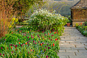 Farbenfrohe Tulpen entlang eines Steinwegs im englischen Landhausgarten