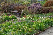 Frühlingsgarten mit Tulpen und Narzissen neben Steinweg, Tisch und Stühlen