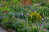 Tulpen und Vergissmeinnicht (Myosotis) im Frühlingsgarten mit Wolfsmilch und Artischocken