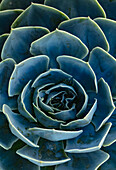 Nahaufnahme von Aeonium