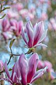 Tulpen-Magnolie (Magnolia × soulangeana) im Frühlingsgarten
