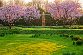 Blühende Kirschbäume (Prunus 'Accolade') und goldene Säulen-Skulptur im Frühlingsgarten