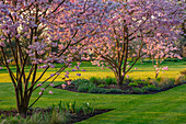 Blühende Zierkirschen (Prunus 'Accolade') im Frühlingsgarten