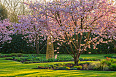 Blühende Kirschen (Prunus 'Accolade') im Frühlingsgarten mit goldener Säule