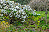 Blühende Kirsche (Prunus Shirotae) und Wolfsmilch (Euphorbia) im Frühlingsgarten