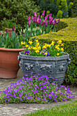 Bleikübel mit Narzissen (Narcissus cyclamineus 'Tête à Tête') und blauen Stiefmütterchen im Garten