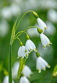Frühlingsknotenblume (Leucojum vernum) in voller Blüte
