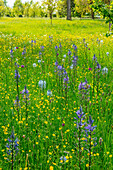 Frühlingswiese mit Hahnenfuß, Leichtlins Prärielilie (Camassia leichtlinii) und Zierlauch (Allium) im Park