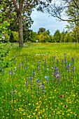 Frühlingswiese mit Leichtlins Prärielilie (Camassia leichtlinii) und Hahnenfuß in einem Parkland