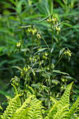 Feenglöckchen (Disporum cantoniense 'Green Giant') im Frühlingsgarten