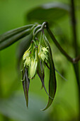 Feenglöckchen (Disporum cantoniense 'Green Giant') in Nahaufnahme im Frühlingsgarten