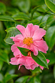 Rosa Kamelienblüten (Camellia) im Frühling im Schatten