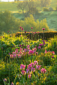 Frühlingsbeet mit Zierlauch (Allium 'Purple Sensation') und Tulpen (Tulipa 'Viridiflora Groenland') in Oxfordshire