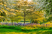 Leichtlins Prärielilie (Camassia leichtlinii) und Zierapfelbaum (Malus transitoria) im Frühlingsgarten