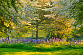 Frühlingswiese mit Leichtlins Prärielilie (Camassia leichtlinii) und blühenden Zierapfelbäumen (Malus transitoria)