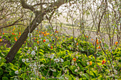 Tulpen und Wilde Artischocke im Frühlingsgarten unter Weidenbaum