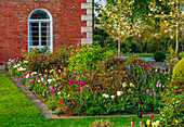 Gemischte Frühlings-Tulpen (Tulipa) im Beet im Südgarten im April