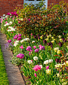 Bunte Tulpen (Tulipa) im südlichen Gartenbeet im April