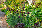 Tulpen (Tulipa 'Cafe Noir' und 'Moonlight Girl') im Frühjahrsgartenbeet