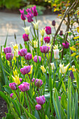 Gemischte Tulpen (Tulipa 'Sapporo', 'Blue Diamond', 'Purple Dream') im Frühlingsbeet