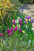 Verschiedene Tulpen (darunter Tulipa 'Sapporo', 'Blue Diamond', 'Purple Dream') im Frühlingsgarten
