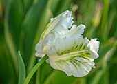 Tulpe (Tulipa 'White Rebel') in Nahaufnahme im Garten