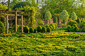 Pergola im Frühlingsgarten mit gelben Zahnlilien (Erythronium) und Buchsbaumkugeln