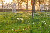 Blühende Frühlingswiese mit Kirschblüten und Narzissen bei Sonnenaufgang
