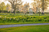 Blühende Frühlingswiese mit Kirschblüten und Narzissen bei Sonnenaufgang