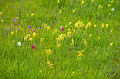 Frühlingswiese mit Schachbrettblumen (Fritillaria meleagris) und Echten Schlüsselblume (Primula veris)