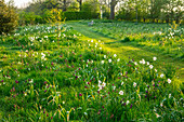 Frühlingswiese mit Narzissen (Narcissus) und Schachbrettblumen (Fritillaria meleagris) in Worcestershire