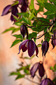 Alpen-Klematis (Clematis alpina 'Brunette') mit violetten Blüten im Detail