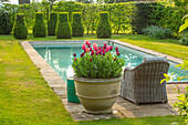 Tulpen (Tulipa) im Kübel am Pool im Aprilgarten