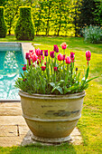 Terrakottatopf mit Tulpen (Tulipa) am Pool im Frühlingsgarten