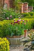 Verschiedene Tulpen (Tulipa) im Holzzuber auf Kiesweg im Garten