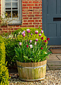 Holzzuber mit Tulpen (Tulipa 'Rems Favourite') vor Backsteinfassade