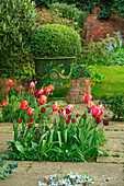 Tulpen (Tulipa) auf der Steinterrasse mit Formschnitt Buchsbäumen in Kübeln