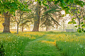 Frühlingswiese mit Wildblumen in Morgenlicht, Morton Hall-Parkland