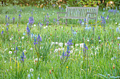 Frühlingswiese mit Prärielilie (Camassia) und Bank im Park