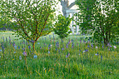 Frühlingswiese mit blauen Prärielilien (Camassia) bei Sonnenaufgang